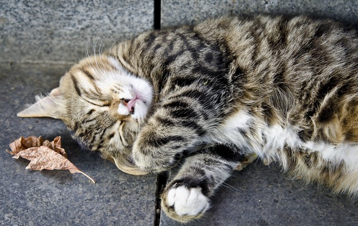 Tabby cat sleeping on concrete with a leaf