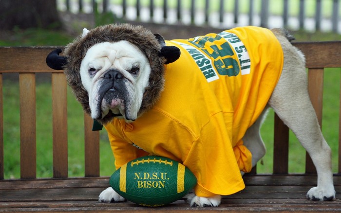 Bulldog wearing a lion costume and NDSU shirt