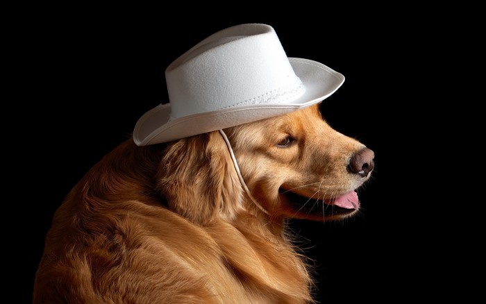 Golden Retriever dog wearing a white cowboy hat