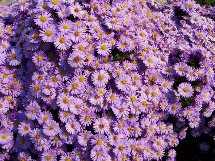 A dense cluster of purple Aster flowers with yellow centers.