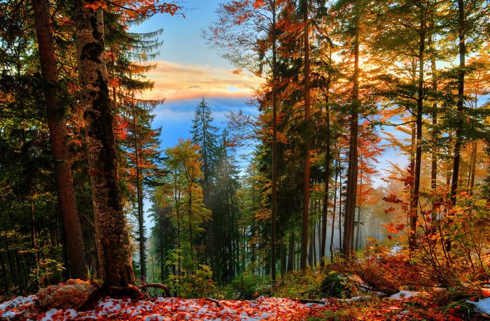 Autumn forest with fallen leaves and snow