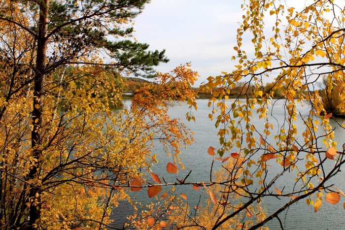 Autumn scene with lake and trees