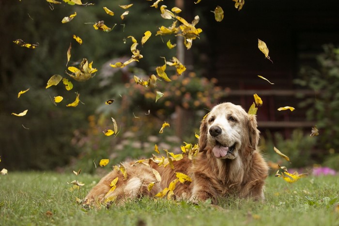 Old Golden Retriever Dog Lying in Autumn Leaves