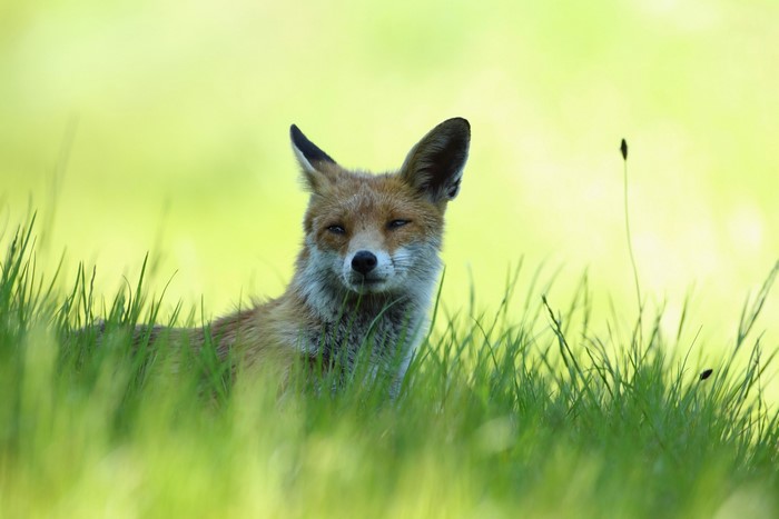Fox resting in green grass