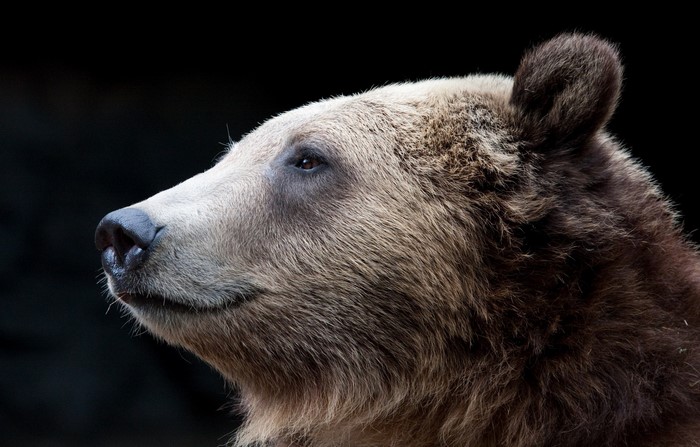 Close-up of a brown bear's head