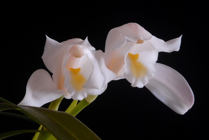 White Cymbidium Orchid flowers