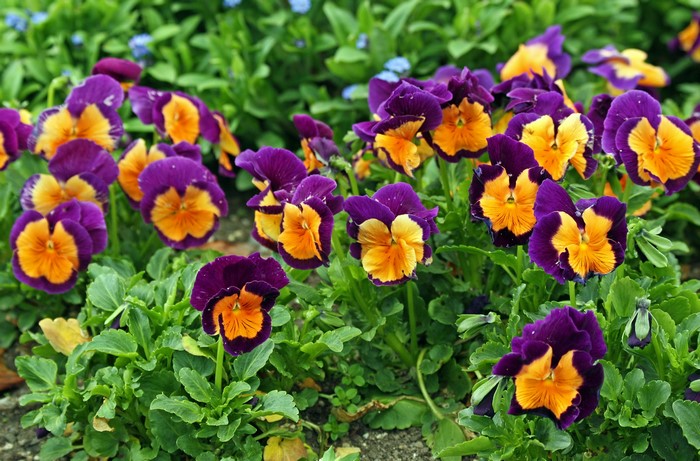 Purple and orange pansies in a garden bed