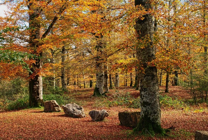 Autumn forest in Navarra, Spain