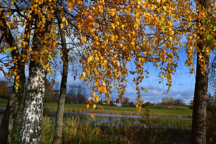 Autumn Birch Trees by a Lake