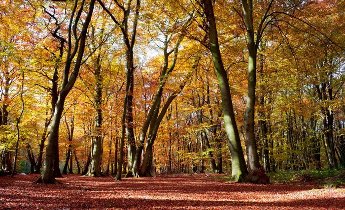 Autumn forest with fallen leaves