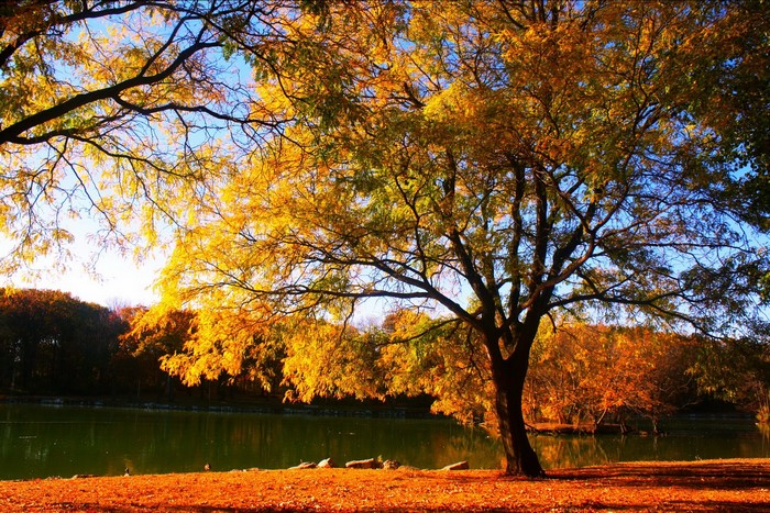 Autumn trees by a lake with fallen leaves