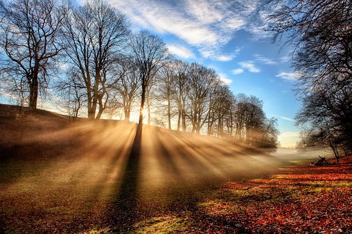 Autumn trees with sun rays and fallen leaves