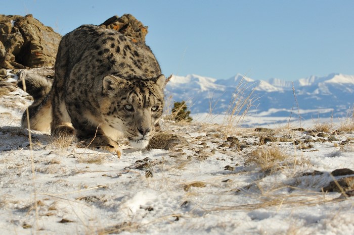 Snow leopard crouching in the snow with mountains in background
