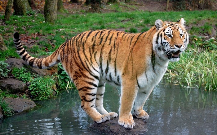 Tiger standing on a rock in water