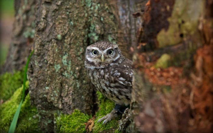 Little owl perched on a mossy tree trunk