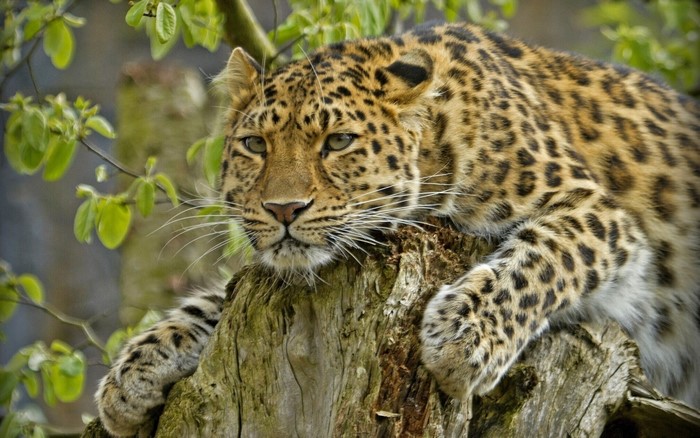 Leopard resting on a tree stump