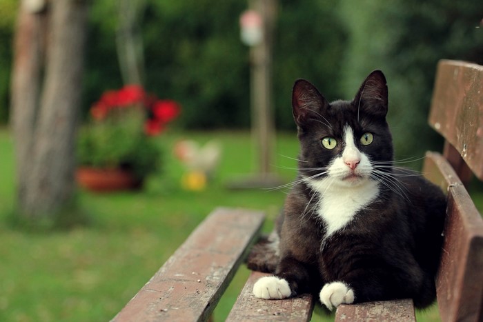 Black and white cat on a wooden bench