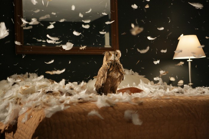 Owl sitting on a bed covered in feathers