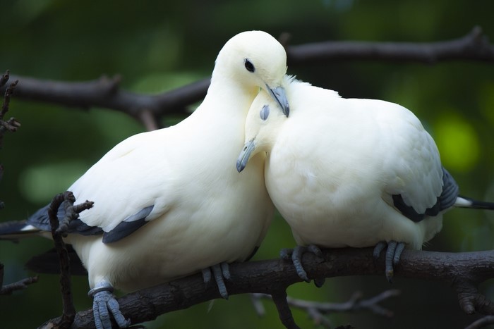 Two white doves perched on a branch