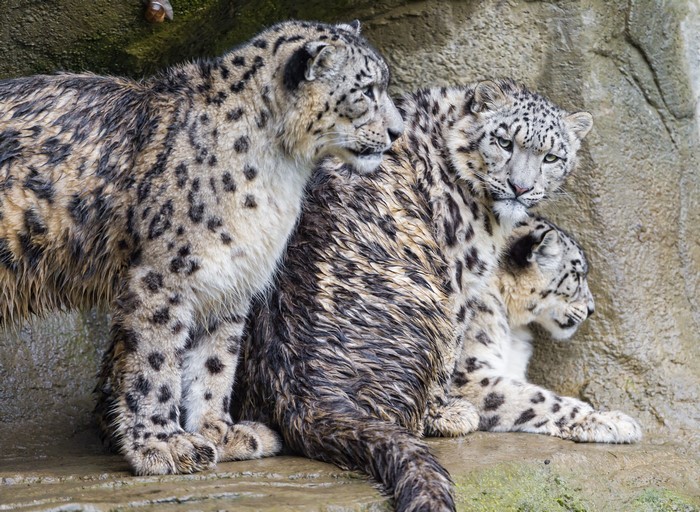 Three wet snow leopards on a rock
