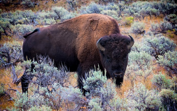 American Bison in a Sagebrush Field