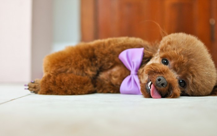 Brown Poodle with a Purple Bow