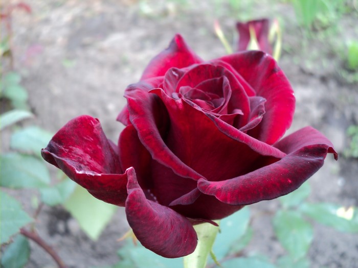 Close-up of a deep red rose