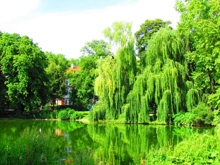 Pond with weeping willows and building in Tubingen, Germany