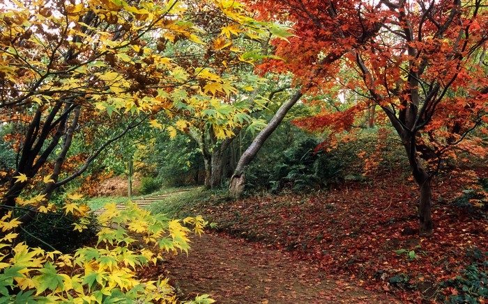 Autumn forest path with colorful trees