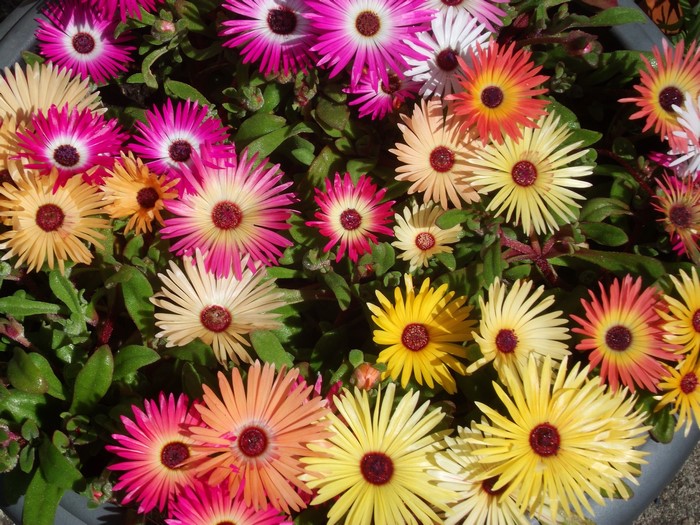 Many Mesembryanthemum flowers in various colors