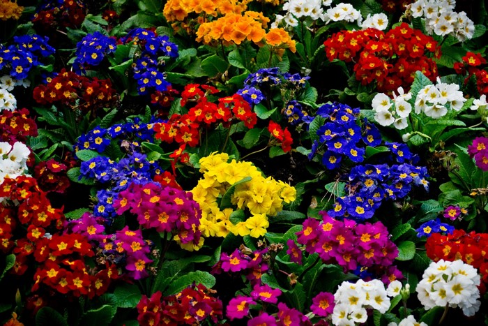 A colorful bed of primroses in bloom