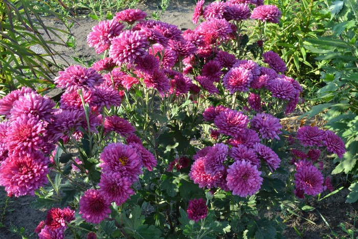 Many purple chrysanthemums in a garden