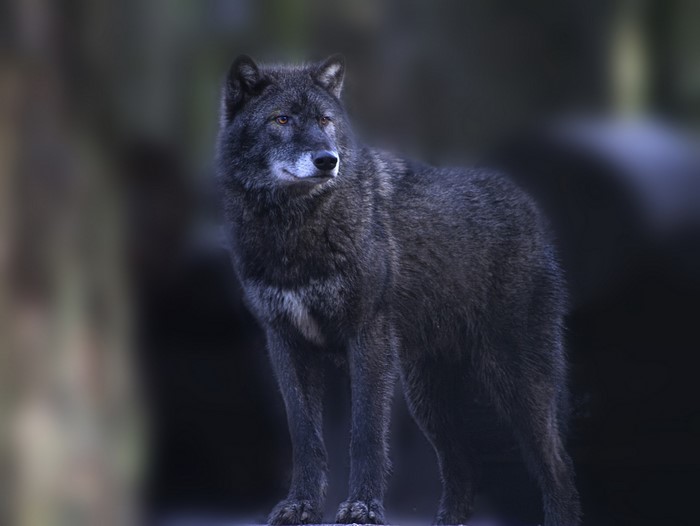 A black wolf stands in a forest