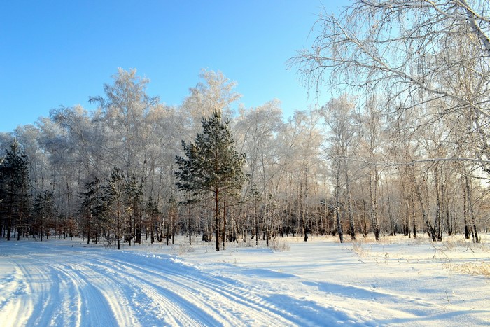 Snowy forest road with frosted trees under a clear blue sky
