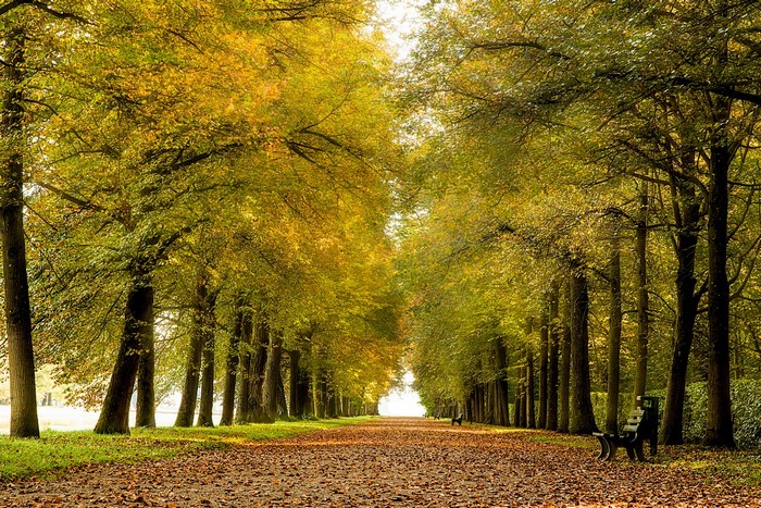 Autumn Avenue with Trees and a Bench
