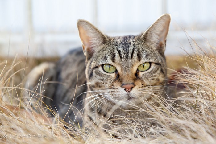 Tabby cat with green eyes in dry grass