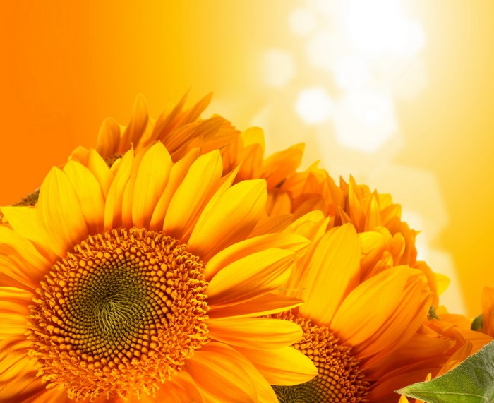 Sunflowers closeup with orange background