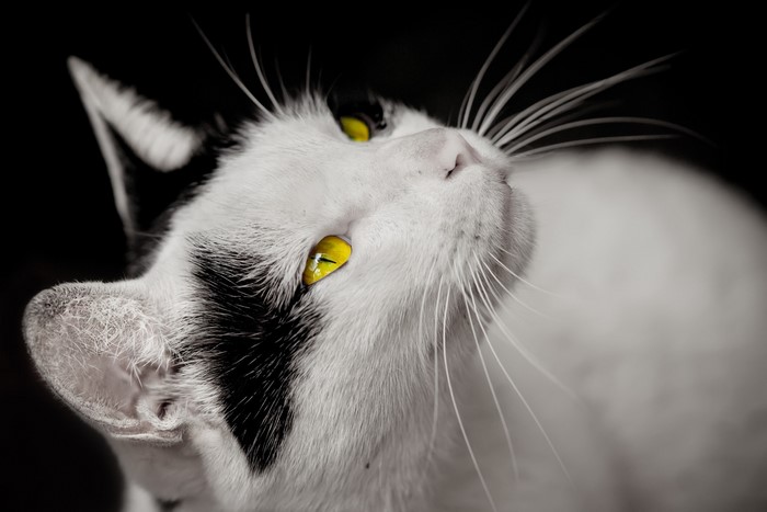 Close-up of a black and white cat with yellow eyes