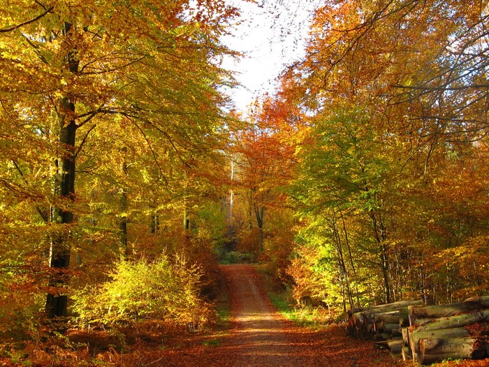 Autumn forest path with fallen leaves and logs