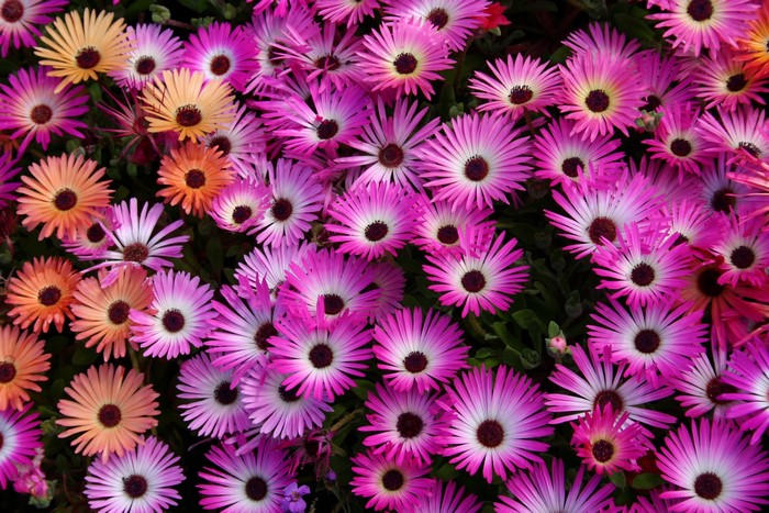 Many pink and orange Mesembryanthemum flowers