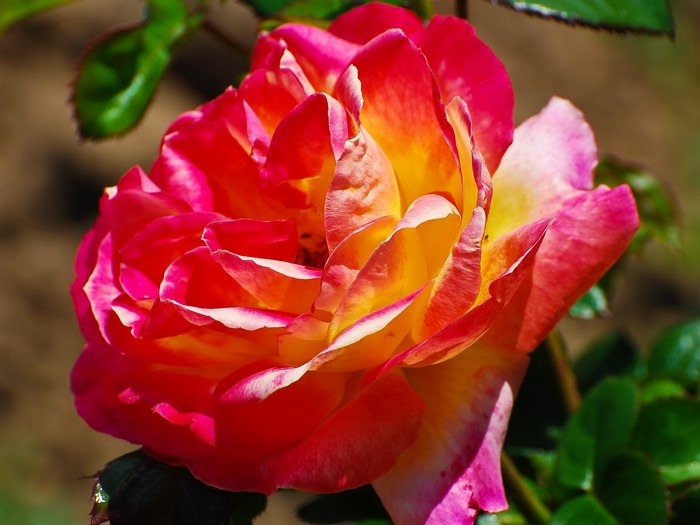 Closeup of a bi-colored rose with pink and yellow petals