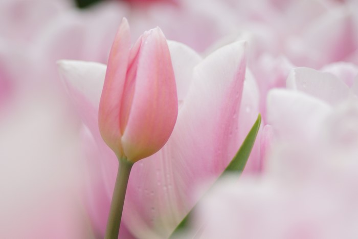 Close-up of a pink tulip with water droplets