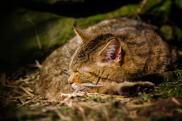 Wildcat sleeping on the ground