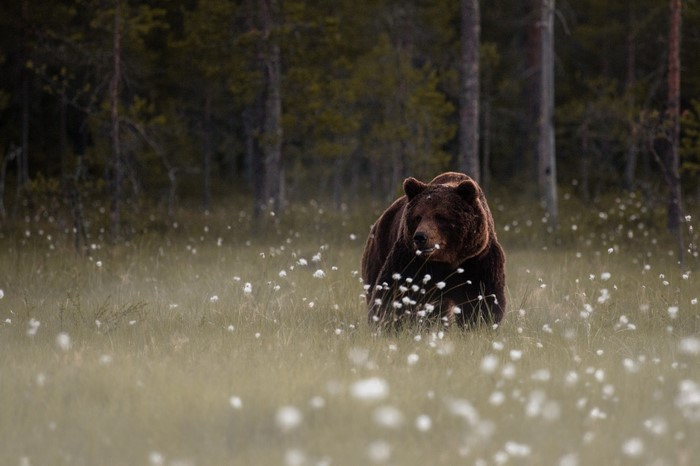 Brown bear walking in a field of white flowers