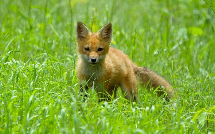A young fox in tall green grass