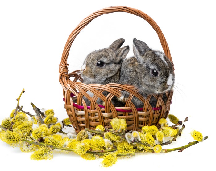 Two baby rabbits in a wicker basket with pussy willow branches