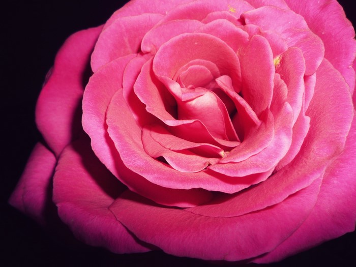 Close-up of a pink rose