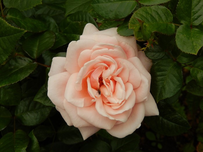 A fly on a light pink rose with green leaves