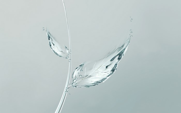 Water leaves on a stem