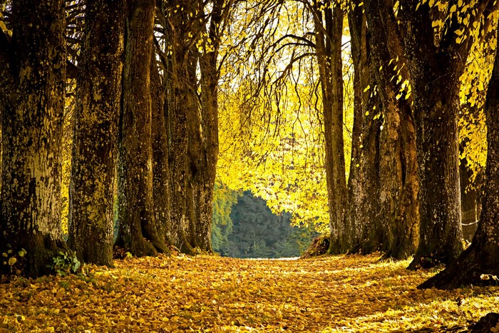 Autumn tree avenue with fallen leaves